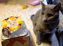 猫の似顔絵ケーキ