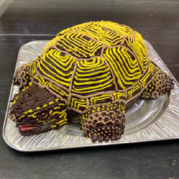 亀の立体ケーキ